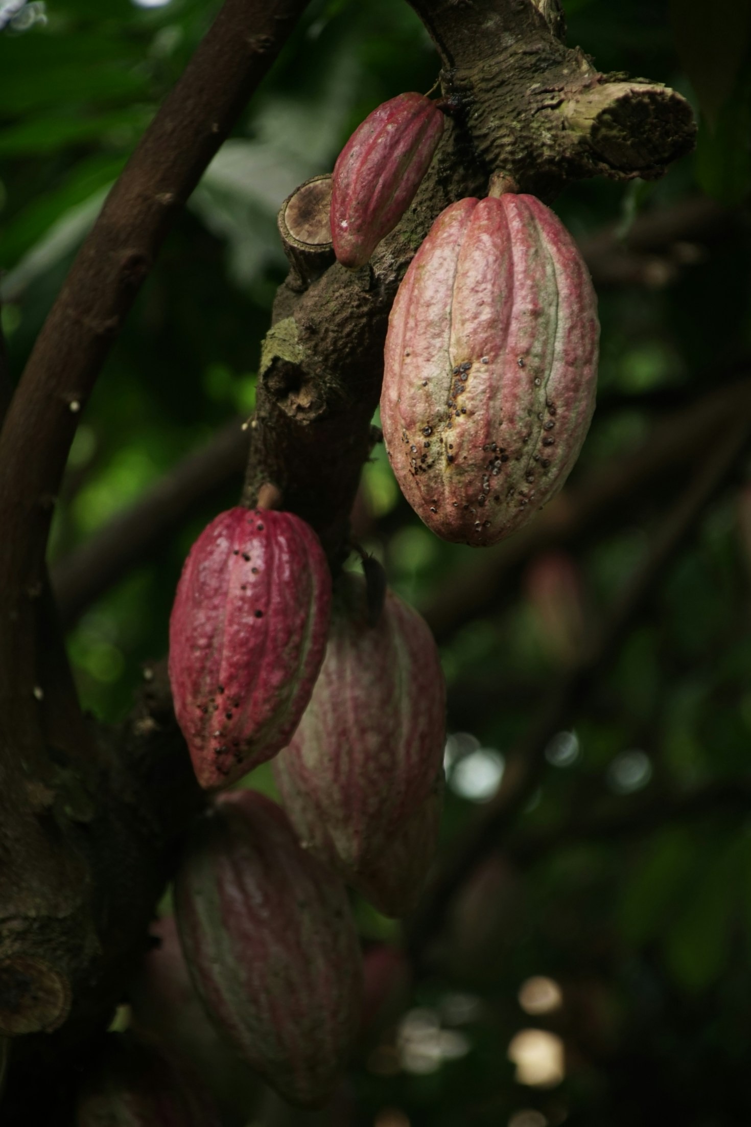 Why Ethical Cocoa Matters to Chocolate Lovers